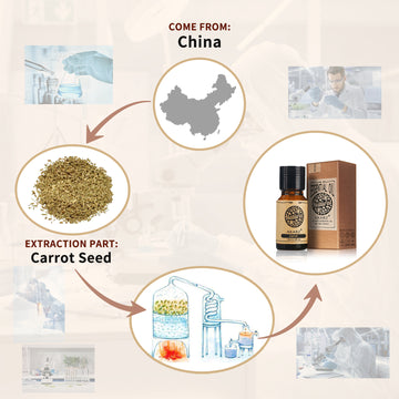 AKARZ Natural Carrot Oil for Aging Skin Care Base Carrier Oil, DIY Massage Aroma, Chinese Made